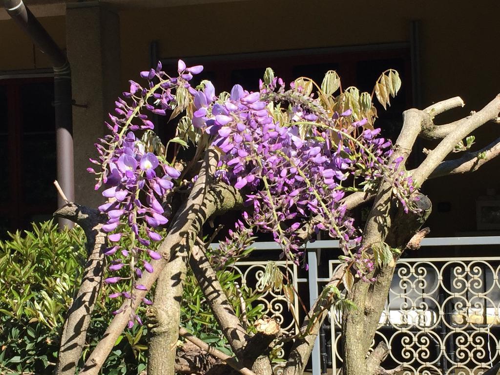 Bed&Garden Bed & Breakfast Cesate Exterior foto